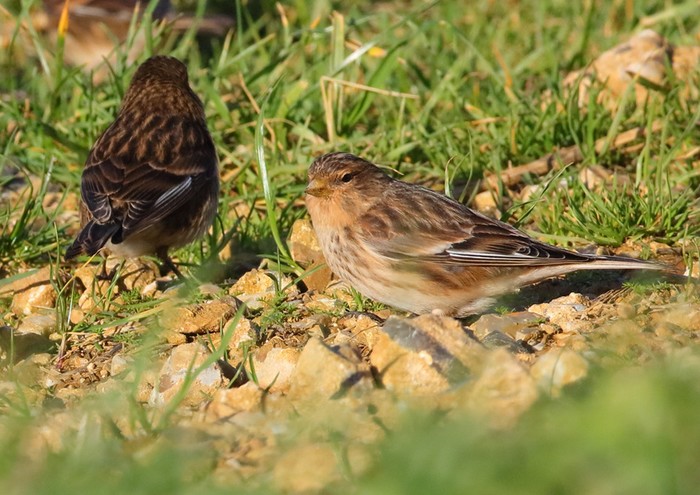 Twite