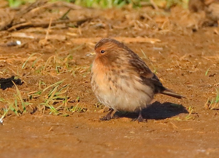 Twite