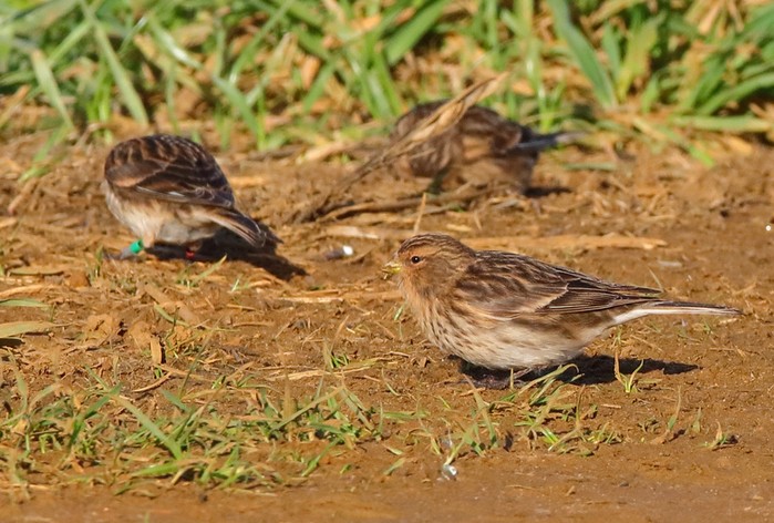 Twite