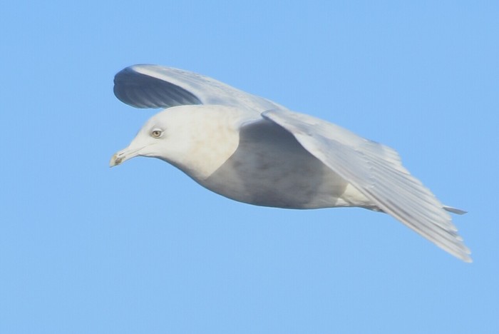Kumlien's Gull
