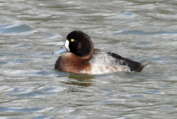 Scaup