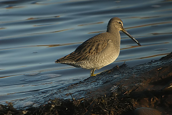Long-billed Dowitcher