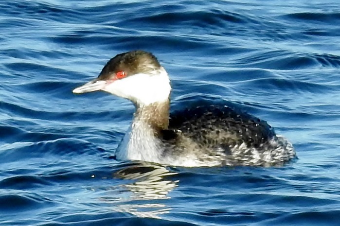 Slavonian Grebe