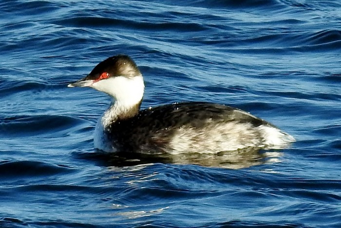 Slavonian Grebe