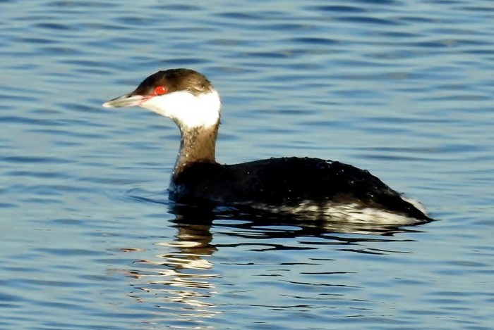 Slavonian Grebe