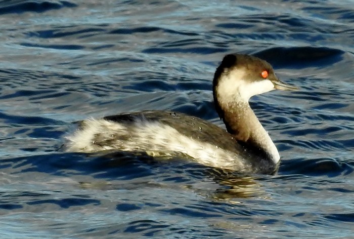 Black-necked Grebe
