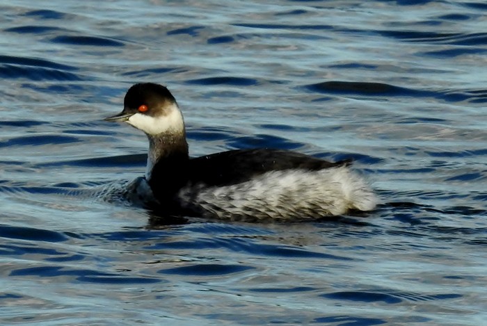 Black-necked Grebe