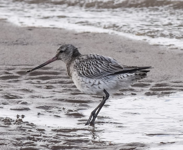 Bar-tailed Godwit
