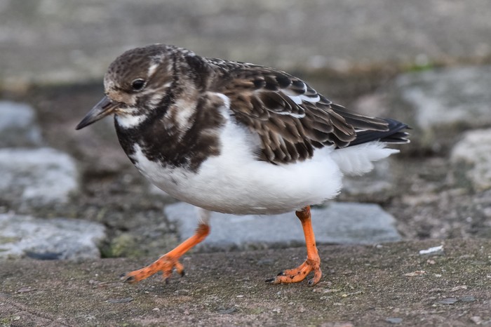 Turnstone