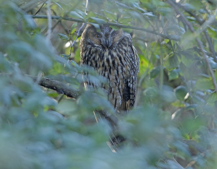 Long-eared Owl