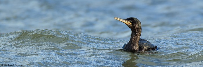 Shag