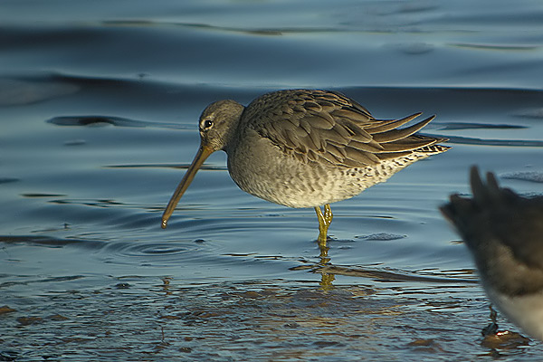 Long-billed Dowitcher