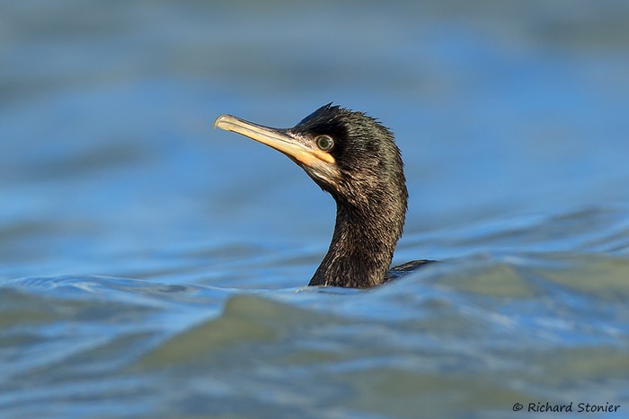 Shag