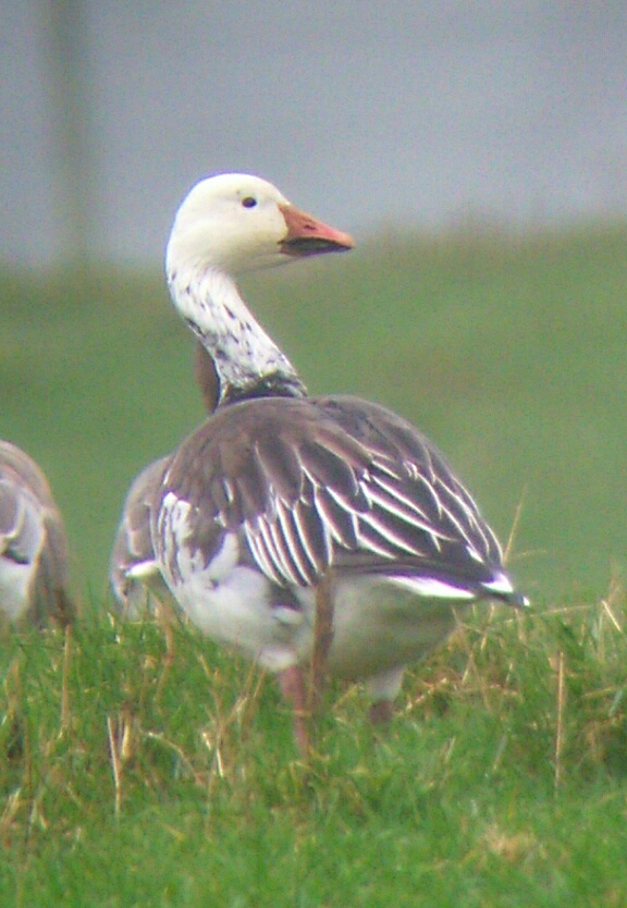 Lesser Snow Goose