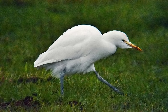 Cattle Egret