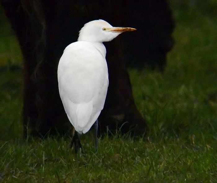 Cattle Egret