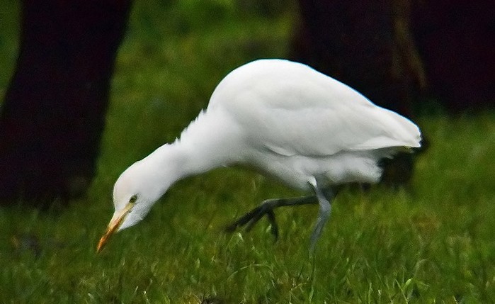 Cattle Egret
