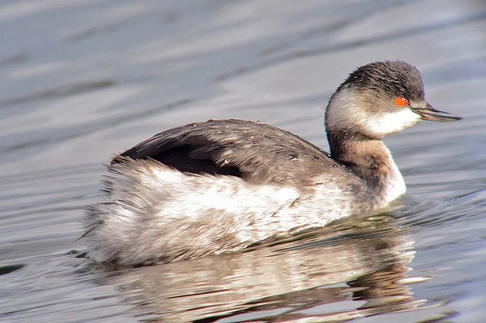 Black-necked Grebe