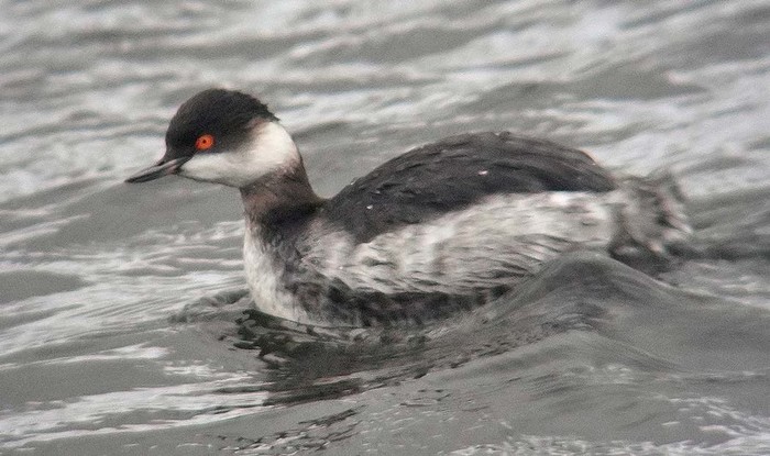 Black-necked Grebe