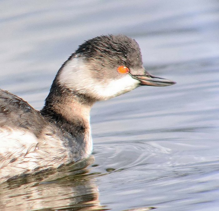 Black-necked Grebe