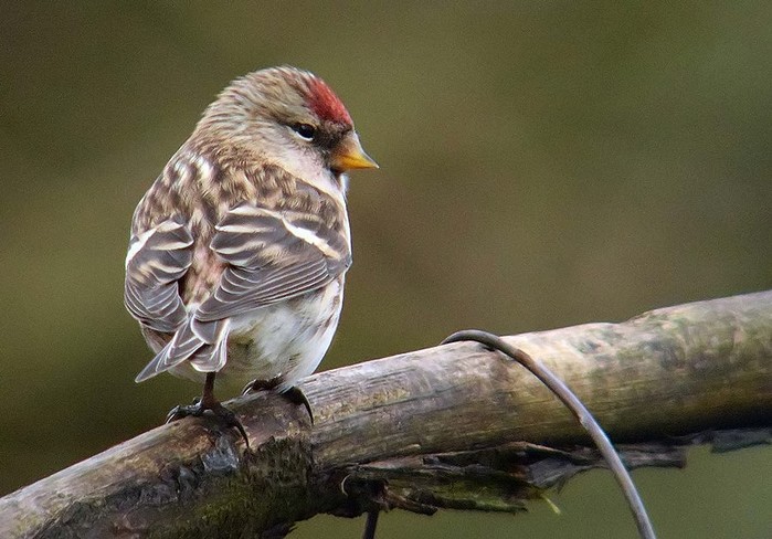 Lesser Redpoll