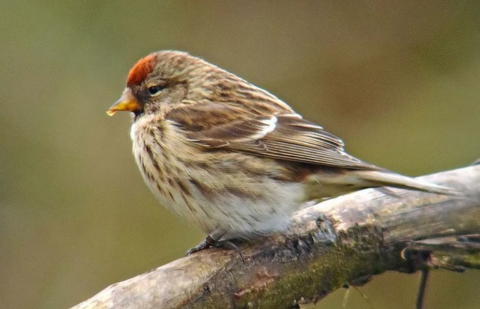 Lesser Redpoll