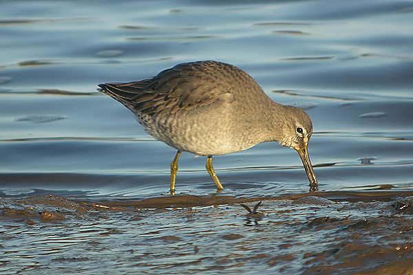 Long-billed Dowitcher