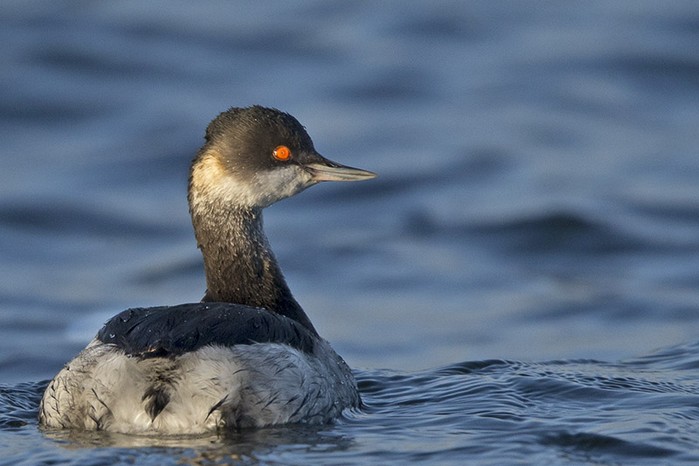 Black-necked Grebe