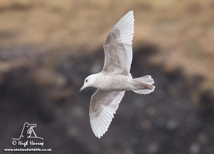 Iceland Gull