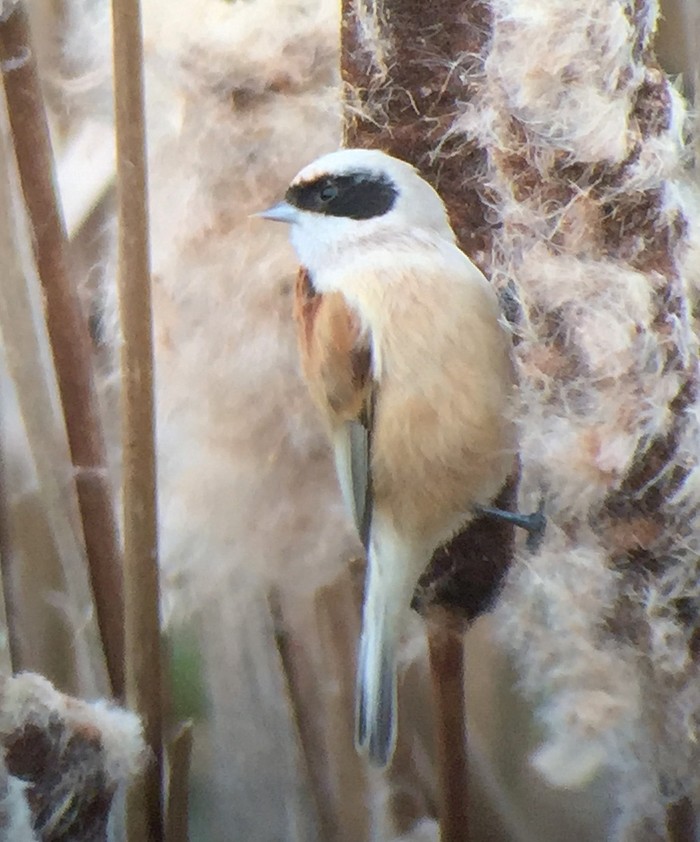 Penduline Tit