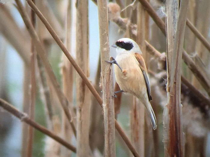 Penduline Tit