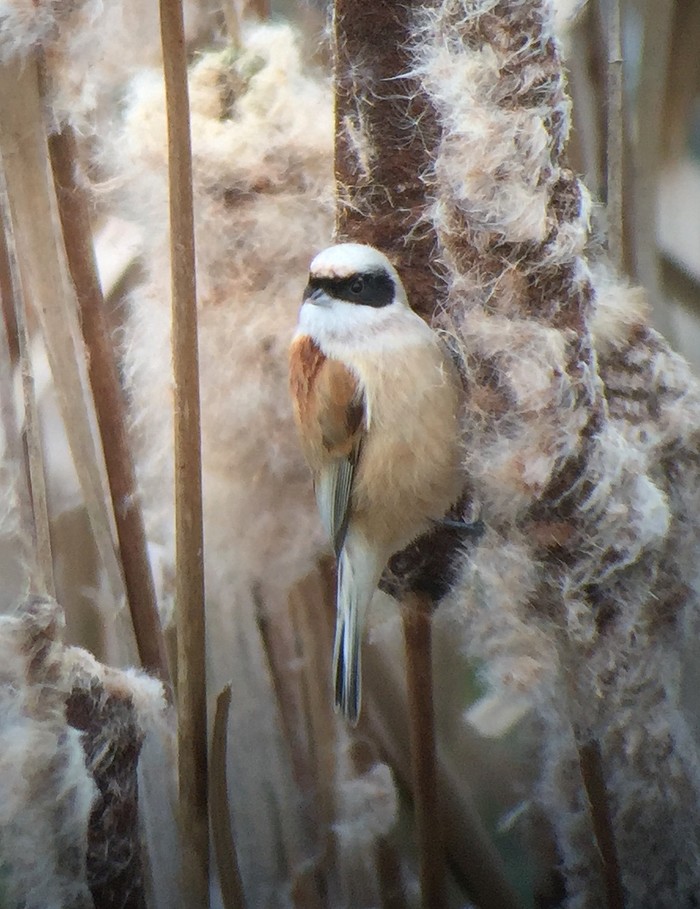 Penduline Tit