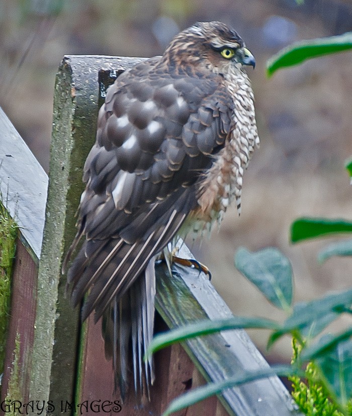 Sparrowhawk