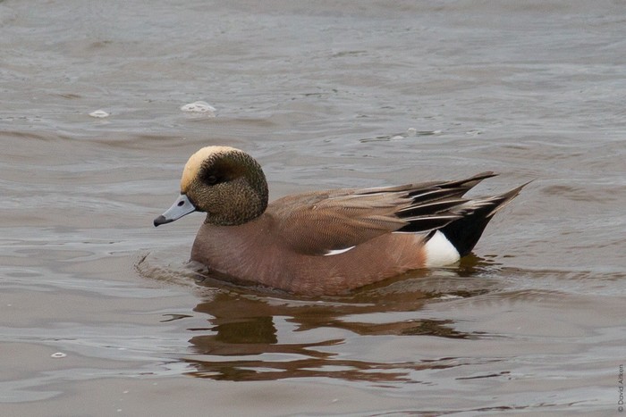 American Wigeon