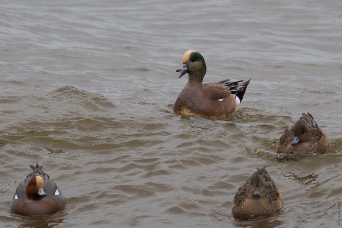 American Wigeon