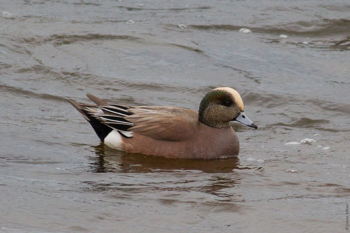 American Wigeon