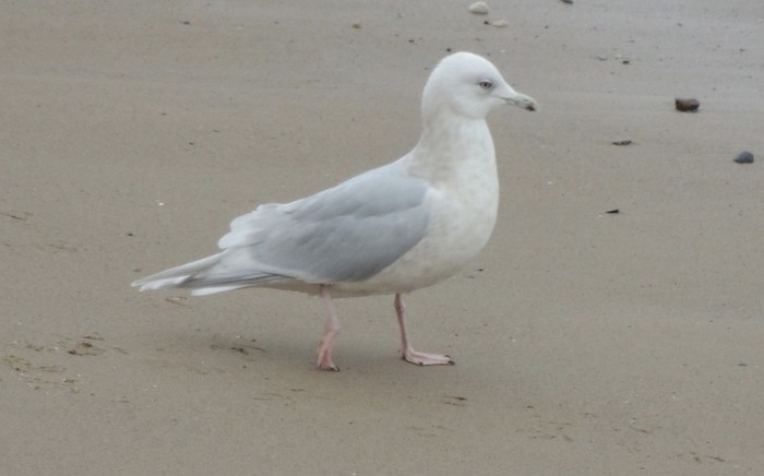 Kumlien's Gull