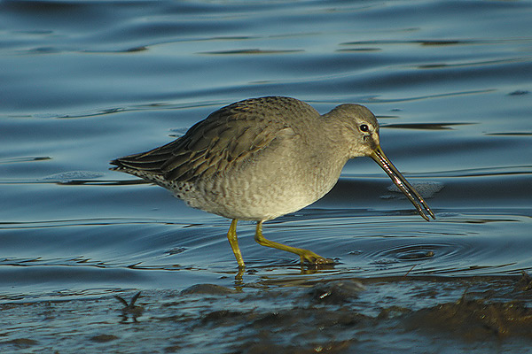 Long-billed Dowitcher