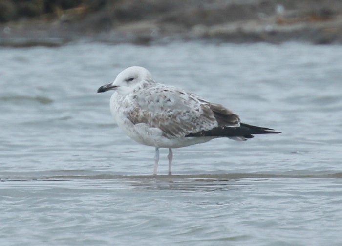 Caspian Gull