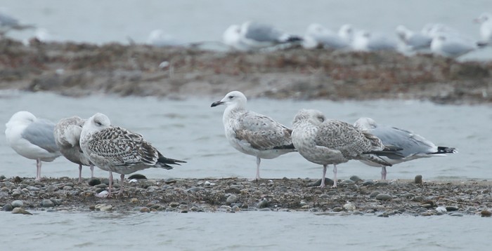 Caspian Gull