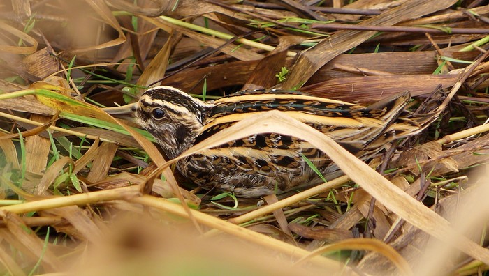 Jack Snipe