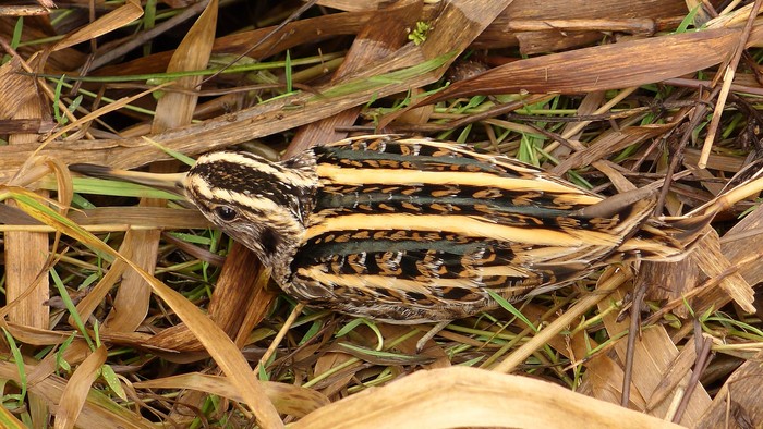 Jack Snipe