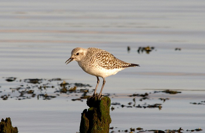 Grey Plover