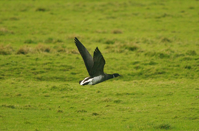 Black Brant