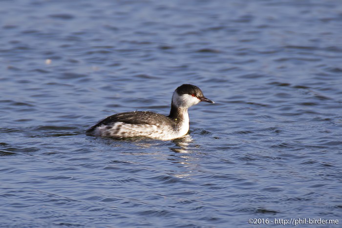 Slavonian Grebe