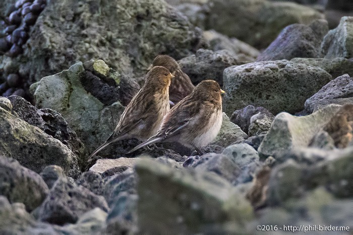 Twite