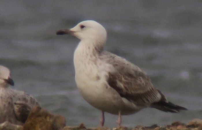 Caspian Gull