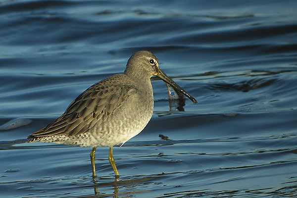Long-billed Dowitcher