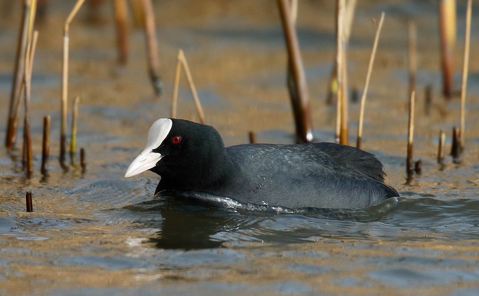 Coot