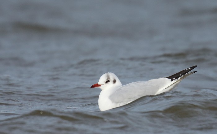 Black-headed Gull